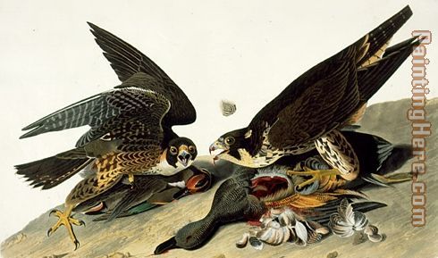 Peregrine Falcon painting - John James Audubon Peregrine Falcon art painting